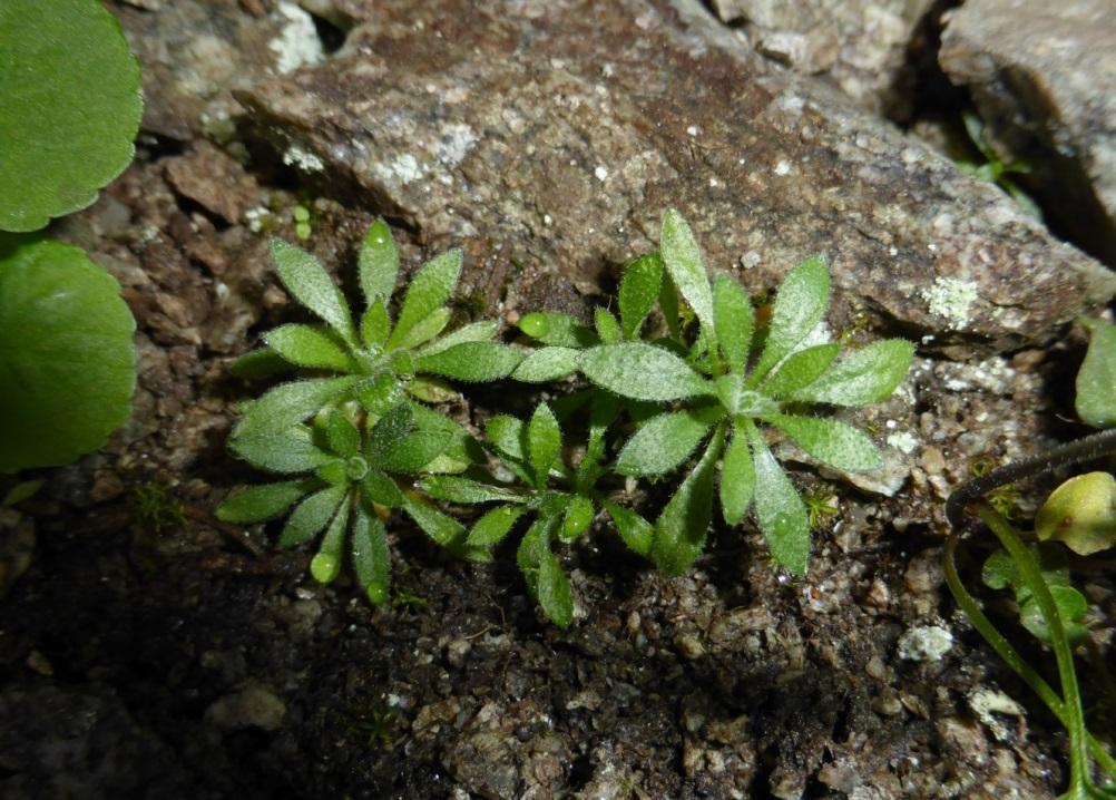 oreophilus, Saxifraga carpatica, Sedum aplestre, Silene acaulis, Soldanella carpatica, Solidago alpestris, Taraxacum