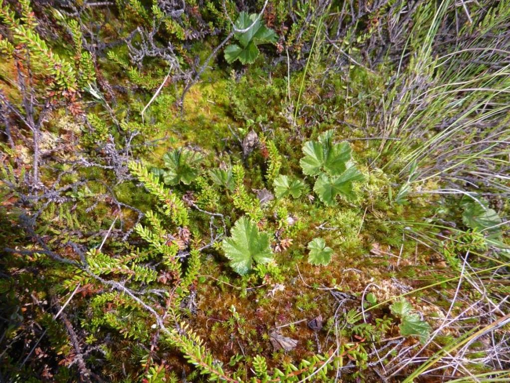 sylvestris, Vaccinium uliginosum Malina