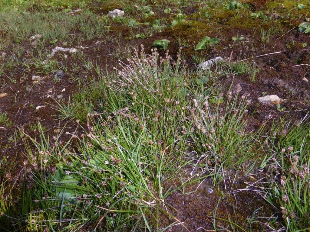 hastilis, Linum catharticum, Listera ovata, Mutellina purpurea, Parnassia palustris, Pedicularis verticillata, Phyteuma orbiculare, Poa