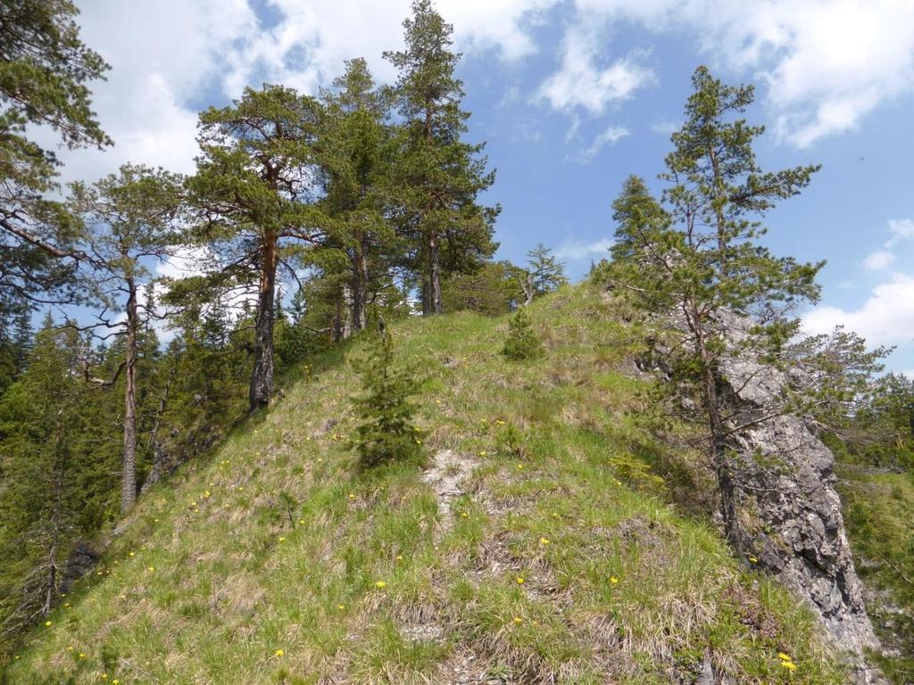 Lista roślin naczyniowych stwierdzonych na stanowisku gatunku Anthyllis alpestris, Arctostaphylos uva-ursi, Bellidiastrum michelii, Biscutella laevigata, Campanula cochleariifolia, Carduus glaucus,