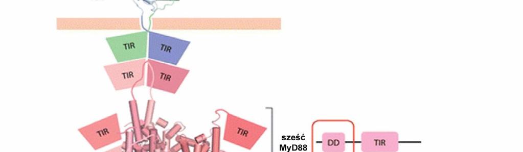 Do powstającego kompleksu wiążą się za pomocą domen DD cztery cząsteczki kinazy IRAK2 i cztery cząsteczki IRAK4.