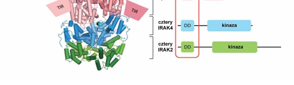 rzędu [36, 101]. (źródło: [36]) 3.2.4. Ścieżki sygnałowe aktywowane przez lipopolisacharydy 3.2.4.1. Ścieżka zależna od MyD88 Ścieżka sygnałowa zależna od białka adaptorowego MyD88 jest charakterystyczna dla nieomal wszystkich receptorów TLR, za wyjątkiem TLR3 [103].