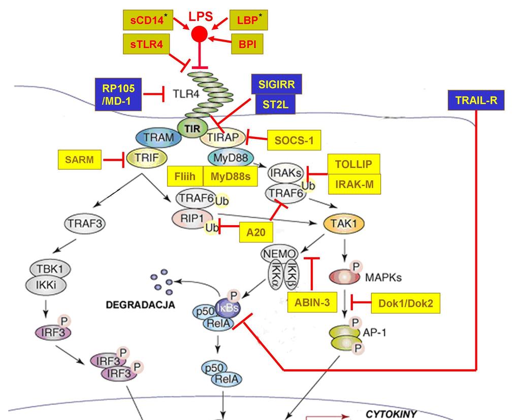 3.Wstęp 31 Ryc. 3.9. Uproszczony schemat mechanizmów negatywnej regulacji aktywacji komórek przez lipopolisacharyd.