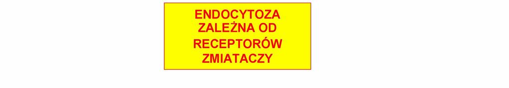 3.Wstęp 35 181]. Receptory zmiatacze są obecne na powierzchni makrofagów, ale w przeciwieństwie do CD14/TLR4, występują także w wielu innych typach komórek.