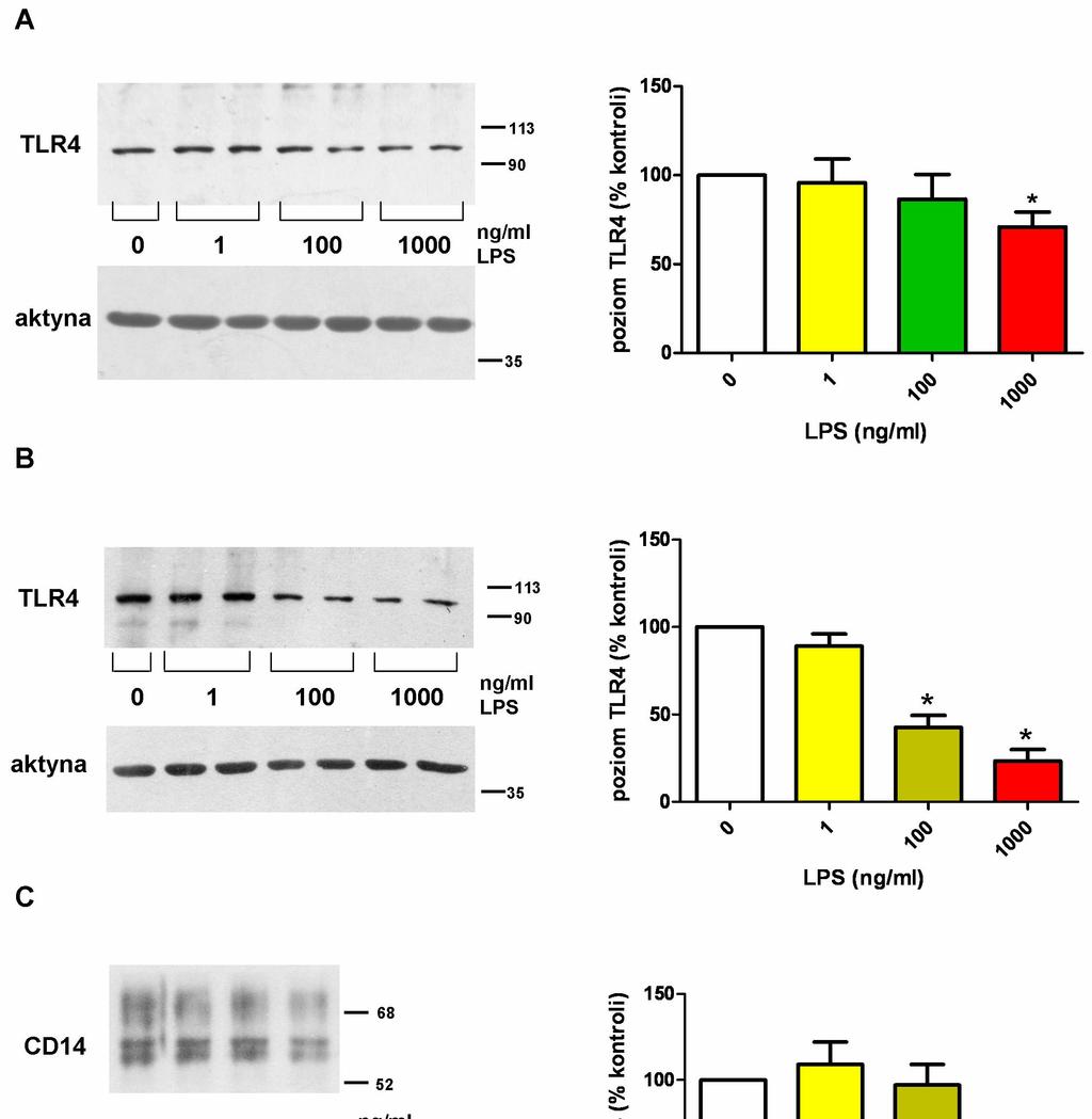6. Wyniki 79 Ryc. 6.8. Poziom receptorów TLR4 (A, B) i CD14 (C) w komórkach spada podczas ich długotrwałej stymulacji przez LPS.