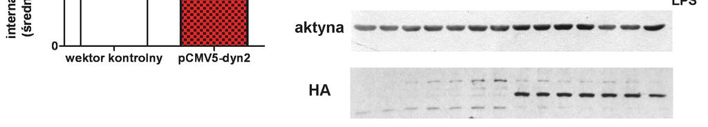 Dolne panele przedstawiają zawartość aktyny w analizowanych próbkach w celu weryfikacji równomiernej zawartości białka oraz detekcję metki hemaglutyniny (HA)