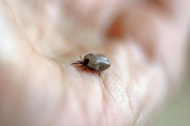 Jak prawidłowo usunąć kleszcza? Podstawowa zasada brzmi: im wcześniej kleszcz zostanie usunięty z naszego ciała, tym mniejsze prawdopodobieństwo zakażenia odkleszczowym zapaleniem mózgu i boreliozą.