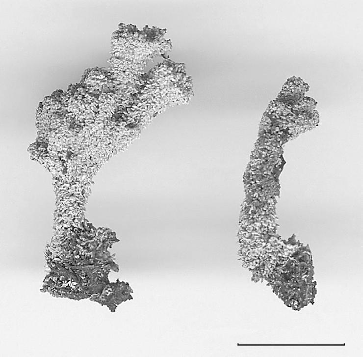 234 P. Osyczka and R. Kościelniak Fig. 1. Specimen of Cladonia metacorallifera from the Bieszczady Mts. (leg. J. Kiszka, R. Koscielniak, 13 July 2005, KRAP-L). Scale bar = 1 cm. The Bieszczady Mts.
