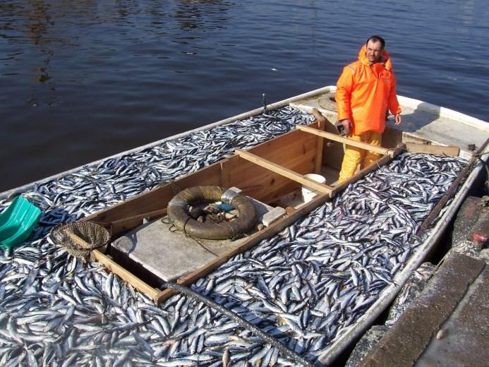 HERRING Niestety, śledź choć wciąż istotny dla polskiego rybołówstwa, traci od lat 70. na znaczeniu, jako jeden z najważniejszych poławianych gatunków.