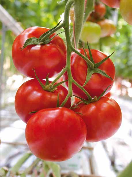 Pomidory gronowe odmiany gronowe 9 Odmiany pomidorów zbieranych w całych gronach są najbardziej popularne na całym świecie.