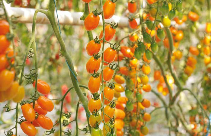 Dodatkowo pomidory mają ciekawe kształty i kolory, co sprawia, że oferta różnorodnych odmian jest duża i pozwala zaspokoić oczekiwania wielu konsumentów.