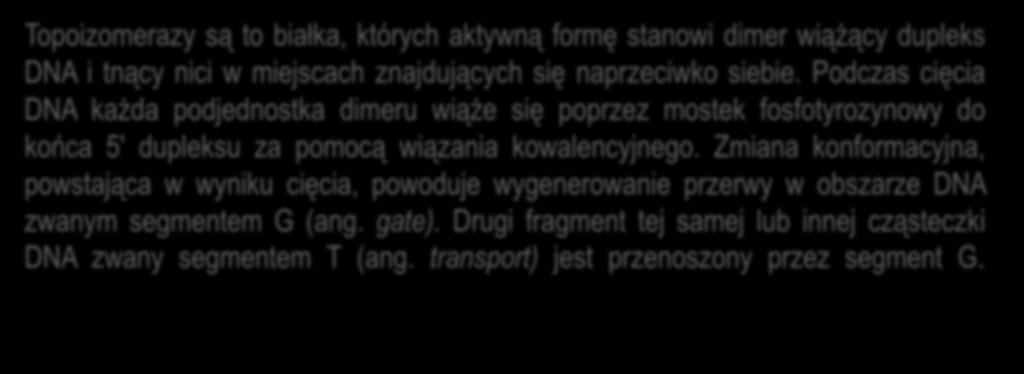 Podczas cięcia DNA każda podjednostka dimeru wiąże się poprzez mostek fosfotyrozynowy do