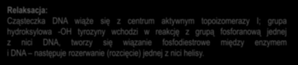 Reakcje usunięcia superskrętów do cząsteczki DNA Relaksacja: Cząsteczka DNA