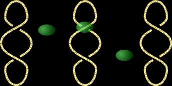 Gyraza DNA enzym występujący u Procaryota, należący do topoizomeraz typu II. Przy użyciu energii pochodzącej z hydrolizy ATP katalizuje on wprowadzanie ujemnych skrętów w helisie DNA.