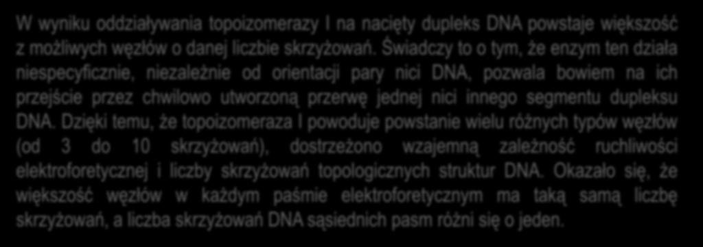 W wyniku oddziaływania topoizomerazy I na nacięty dupleks DNA powstaje większość z możliwych węzłów o danej liczbie skrzyżowań.