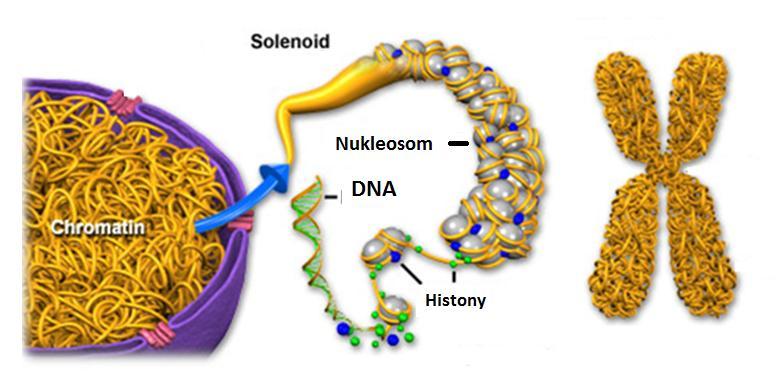 Najprostszym sposobem organizacji nukleotydów jest podwójna helisa DNA. Elementem umożliwiającym upakowanie DNA w chromosomie są histony.