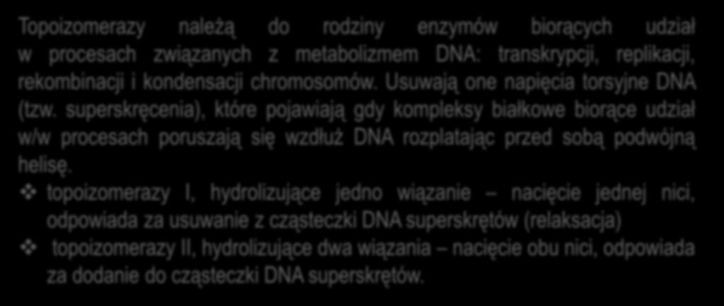 Topoizomerazy należą do rodziny enzymów biorących udział w procesach związanych z metabolizmem DNA: transkrypcji, replikacji, rekombinacji i