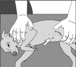 Rys. 1 Rys. 2 Rys. 3 Rys. 4 SPOSÓB USUWANIA: Do usunięcia implantu może być wymagane zastosowanie immobilizacji farmakologicznej (sedacja i/lub znieczulenie ogólne).