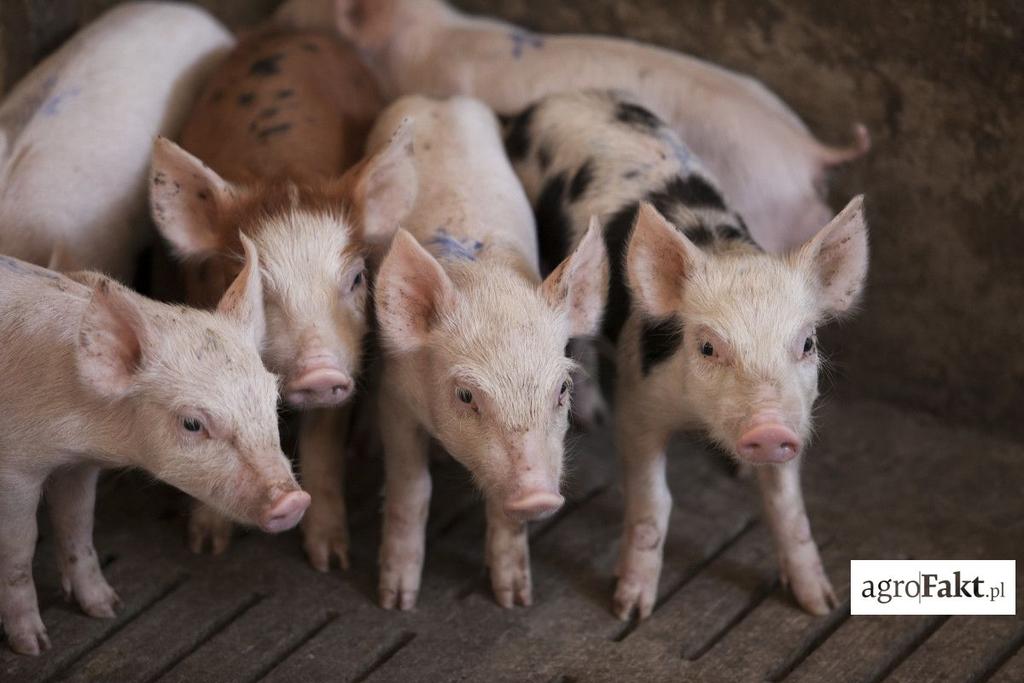 .pl Jednak nie tylko szczepionka musi spełniać pewne warunki, aby być skuteczną. Powinno jest spełniać również samo prosię.