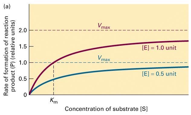 Szybkość reakcji [v] V max jest to maksymalna szybkość jaką osiąga enzym w danych warunkach reakcji i