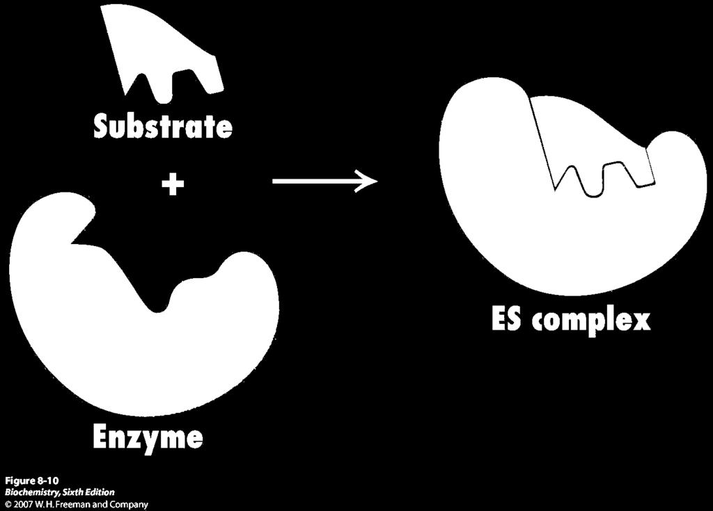 Wszystkie enzymy - wiążą substrat w miejscu aktywnym poprzez wzajemne dopasowanie białka i cząsteczki