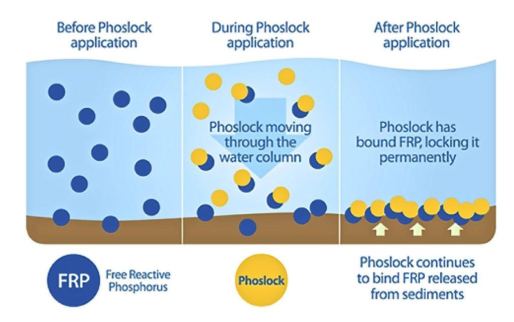 Inaktywacja fosforu Najlepszym koagulantem do inaktywacji fosforu jest preparat Phoslock (opatentowany w 1998 r.