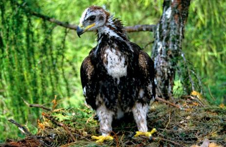 ORZE PRZEDNI AQUILA CHRYSAETOS W POLSKIEJ CZÊŒCI KARPAT W LATACH 1997-005 Marian Stój Fot. 1. M³ody orze³ przedni na gnieÿdzie w Beskidzie Niskim (fot. Marian Stój) Photo 1.