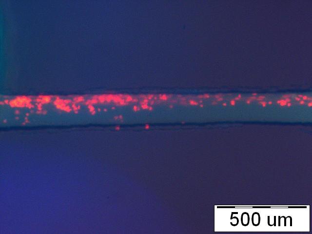 hydrodynamicznego komórki