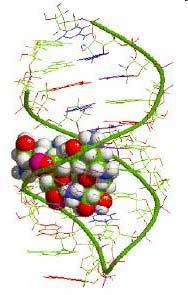 oligonukleotydy (krótkie fragmenty DNA bądź RNA), które dzięki możliwości