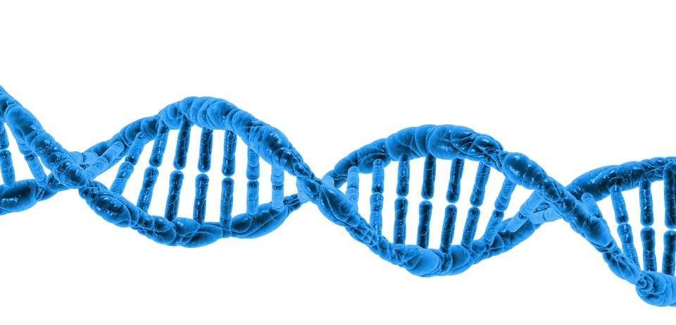 GENETYCZNE PODŁOŻE MOCZÓWKI NERKOWEJ Gene Chromosome Locus Protein Locus Specific HGMD