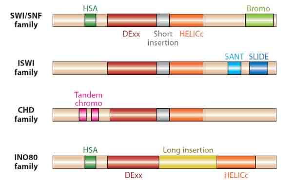Wyróżniamy cztery rodziny kompleksów odpowiedzialnych za przebudowę chromatyny: SWI2: zawieraja bromodomenę, wszystkie rodzaje przebudowy chromatyny ISWI: