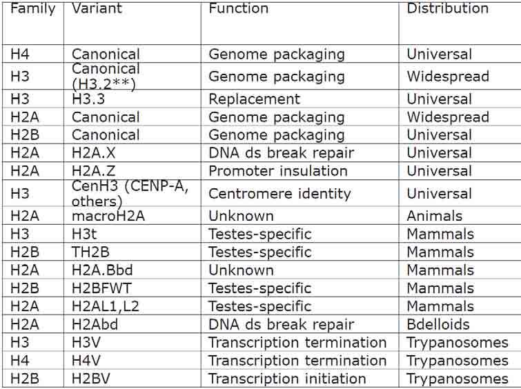 Warianty histonów: X-inactivation Talbert