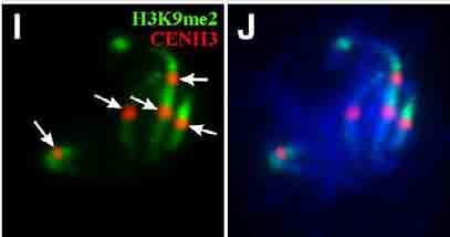 Histon CENH3: centromery CENH3 H3 nukleosomy w centromerach zawierają wariant histonu H3: CENH3 (CENP-A u zwierząt) centromery zawierające CENH3 są otoczone obszarem bogatym w metylacje H3K9me2