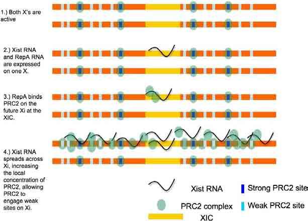 Inaktywacja chromosomu X: wyciszanie epigenetyczne RepA: 1,6kb ncrna zawierający sekwencje rejonu 5 transkryptu