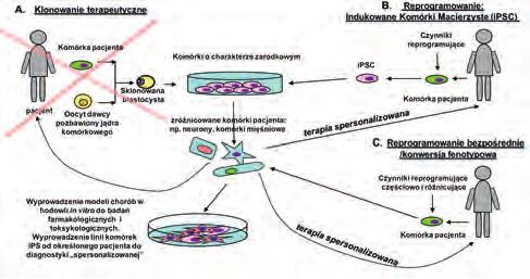 34 TYDZIEŃ MÓZGU Wszechświat, t. 116, nr 1 3/2015 Ryc. 1. Sposoby otrzymywania komórek stosowanych w terapii, także spersonalizowanej: klonowanie terapeutyczne (A), reprogramowanie (B), reprogramowanie bezpośrednie (C).
