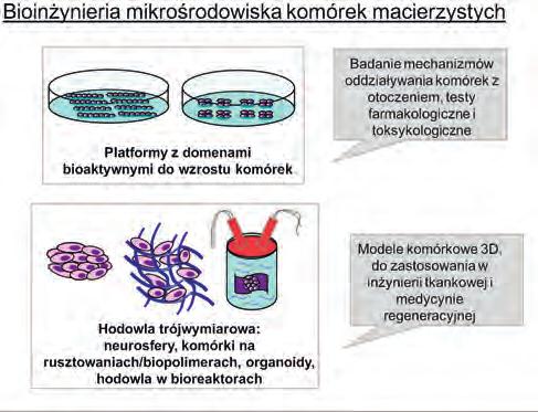 Jądra komórkowe wybarwione są na niebiesko. Strzałka wskazuje ukierunkowany wzrost aksonu. Według Postępy Biochemii, 2013, 59(2):175-187.