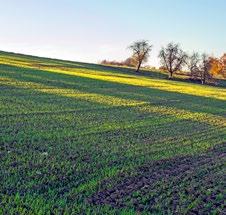 l/ha) lub tebukonazolem 500 SC (0,25 l/ha) 0 7