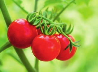 Pomidory używane do produkcji przecierów pomidorowych rosną na żyznych glebach chorwackiego