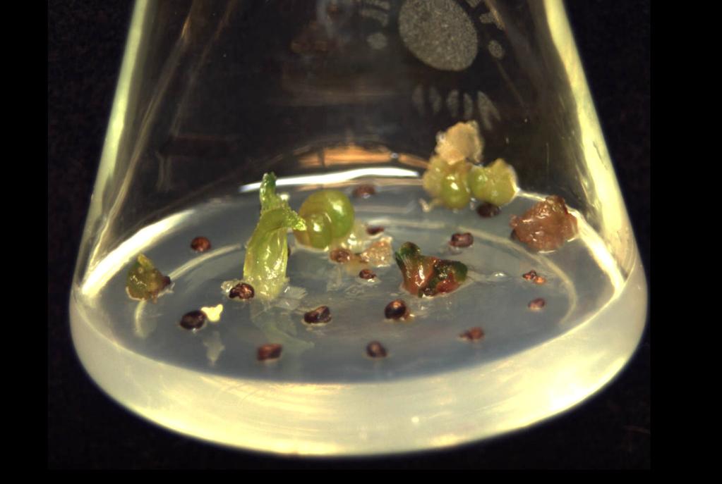 Ukorzenione w kulturach in vitro rośliny przesadzono do doniczek o średnicy 9 cm, zawierających mieszaninę sterylizowanej ziemi z piaskiem w stosunku 3:1 i umieszczono w kabinach o wysokiej