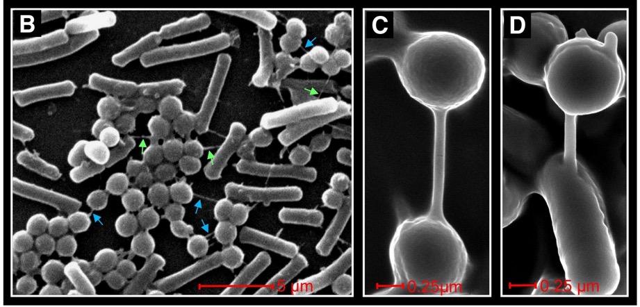 Intercellular nanotubes