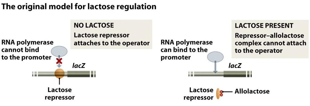 indukowalna Genomes 3