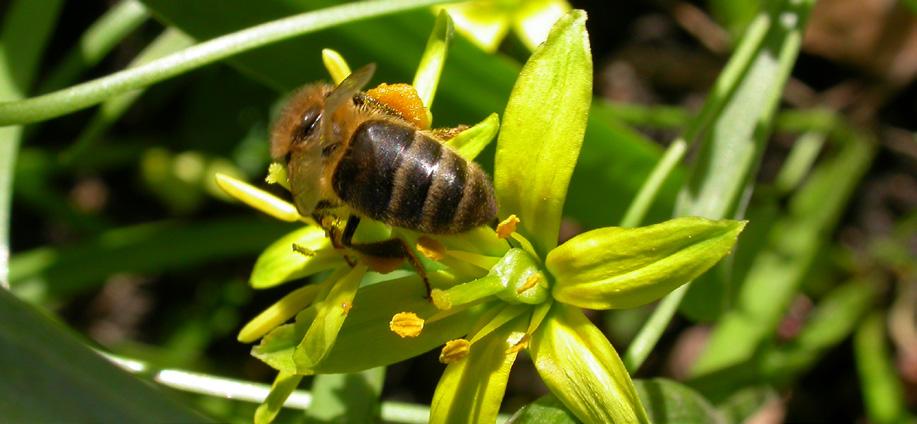 Tabela 3. Gatunki roślin ozdobnych na stanowiska zacienione. Cebulica to roślina o niewielkich wymaganiach GATUNEK Kokorycz pełna Corydalis solida L.* Miodunka plamista Pulmonaria officinalis L.