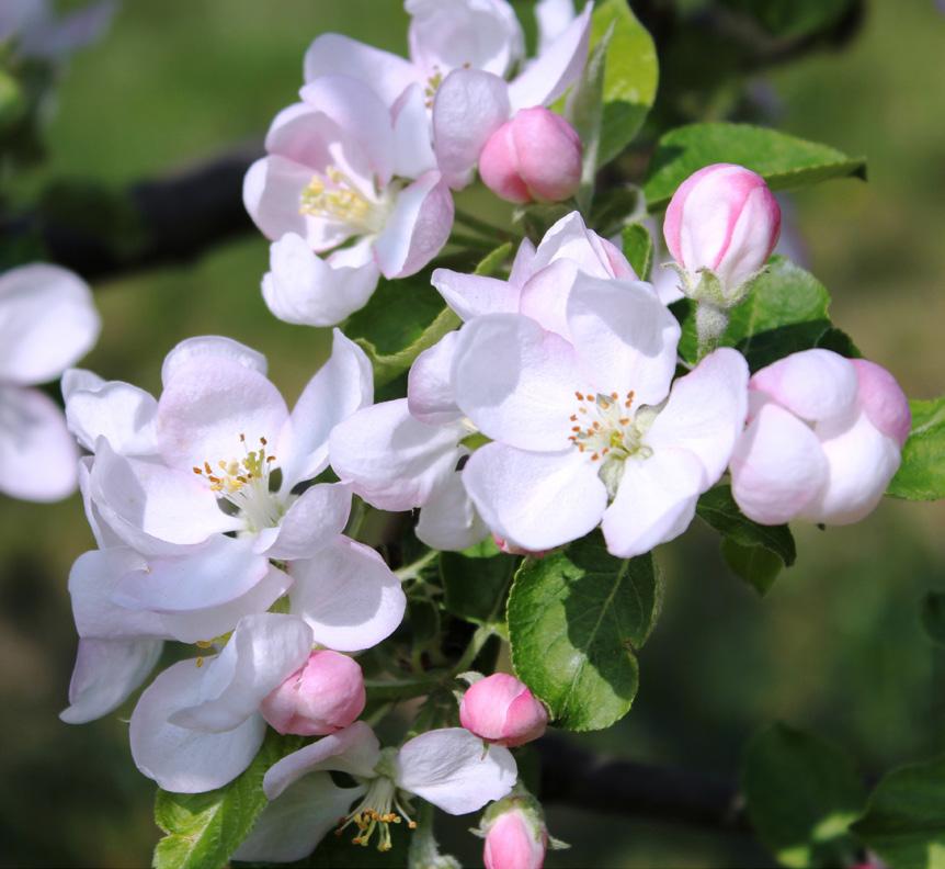 Możemy się także pokusić o nasadzenia drzew owocowych kwitnących wczesną wiosną, czyli jabłoni (Malus Mill.),