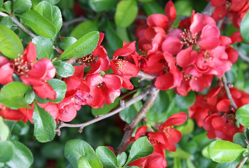 ) Śliwa tarnina Prunus spinosa L.* Głóg szkarłatny Crataegus coccinea L. Kruszyna pospolita Frangula alnus Mill.* Krzewuszka cudowna Weigela florida Bunge Róża dzika Rosa canina L.