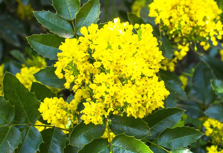 Pigwa pospolita Cydonia oblonga Mill. Szakłak pospolity Rhamnus cathartica L.* Żarnowiec miotlasty Cytisus scoparius L.* Pięciornik krzewiasty Potentilla fruticosa L.