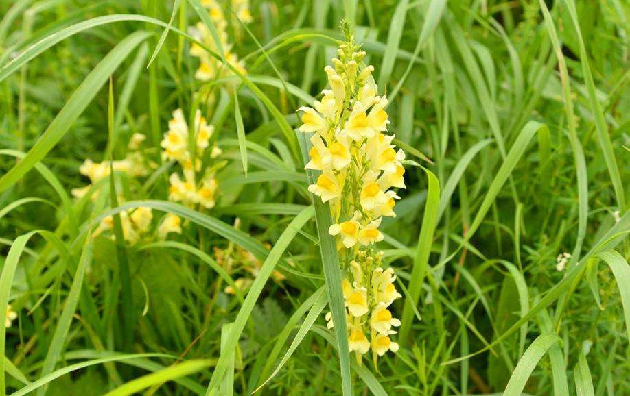 * Czyściec zwyczajny Stachys officinalis L. Dziewanna pospolita Verbascum nigrum L.* Lnica pospolita Linaria vulgaris L.* Mierznica czarna Ballota nigra L. Mydlnica lekarska Saponaria officinalis L.