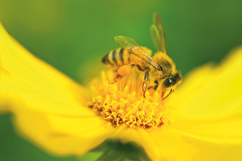 Systematyka pszczół PSZCZOŁY nadrodzina pszczołowate smuklikowate lepiarkowate spójnicowate rodziny pszczolinkowate miesierkowate trzmiel gajowy