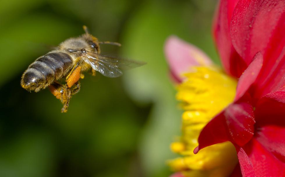 RÓŻNORODNOŚĆ OWADÓW ZAPYLAJĄCYCH Okazałe szczoteczki na odnóżach obrostki murówki służą jej do przenoszenia pyłku Na świecie występuje ok.