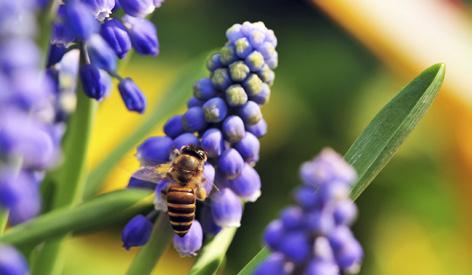 Głowienka pospolita Prunella vulgaris L.* Komonica zwyczajna Lotus corniculatus L.* Koniczyna biała Trifolium repens L.* biały Koniczyna białoróżowa Trifolium hybridum L.