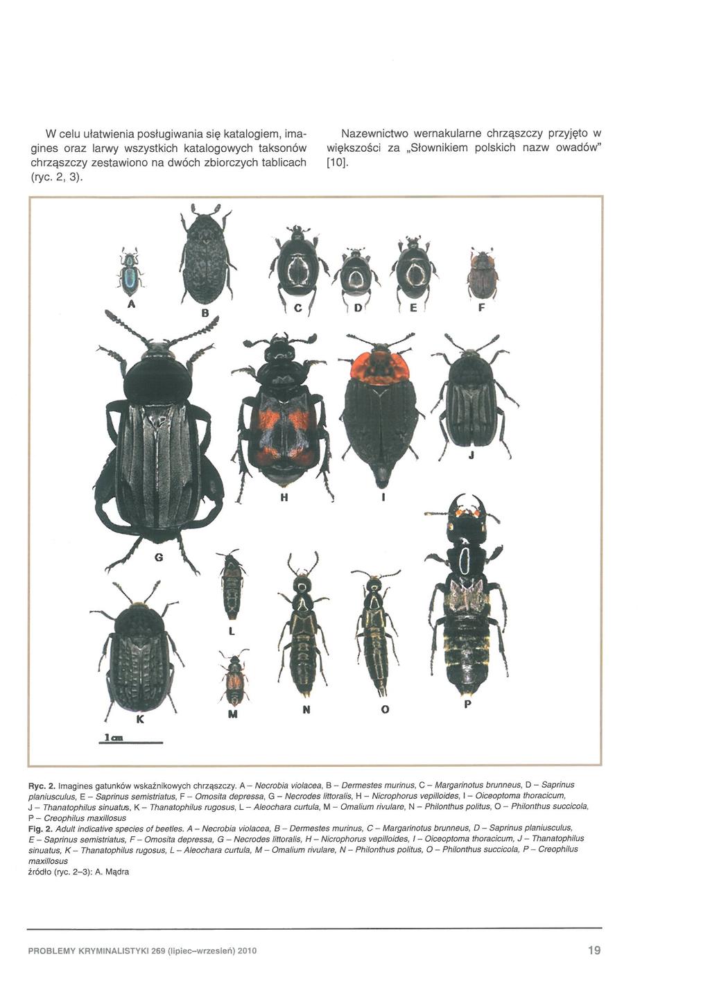 W celu ułatwienia pos ługiwania się katalogie m, oraz larwy wszystkich katalogowych taksonów chrząszczy zestawiono na dwóch zbiorczych tablicach (ryc. 2, 3).